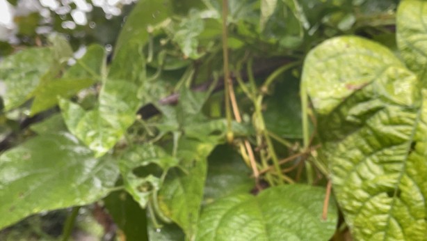 Foto - Büyük zararı var! Artvin'de başladı, Karadeniz'de sıçradı, Türkiye'ye yayılıyor!