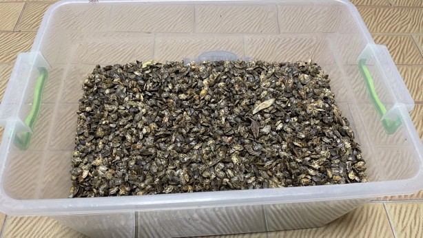 Foto - Büyük zararı var! Artvin'de başladı, Karadeniz'de sıçradı, Türkiye'ye yayılıyor!