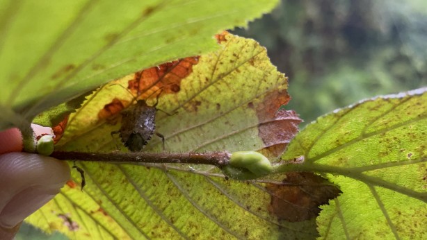 Foto - Büyük zararı var! Artvin'de başladı, Karadeniz'de sıçradı, Türkiye'ye yayılıyor!