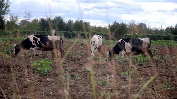 Foto - Büyükbaş hayvana kaç hisse verilir? | Büyükbaş hayvana kaç kişi girer?