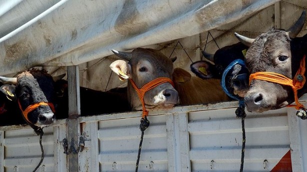 Foto - Büyükbaş hayvana kaç kişi ortak olabilir?