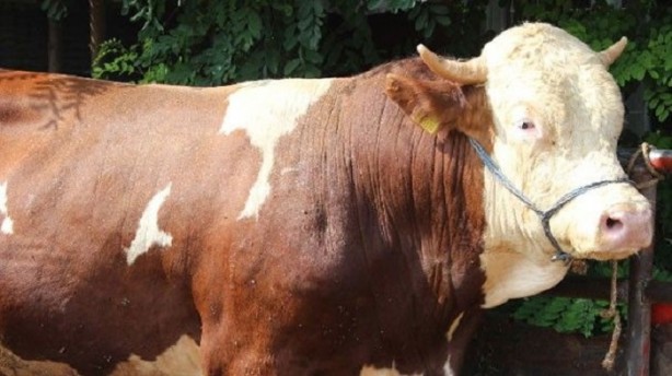 Foto - Büyükbaş hayvana kaç kişi ortak olabilir?