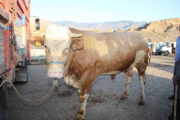 Foto - Büyükbaş ve küçükbaş kurbanlık fiyatları belli oldu! Kilo fiyatı yüzde yüz zamlandı