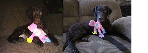 Foto - Büyüseler de oyuncaklarından vazgeçmeyen sevimli hayvanlar