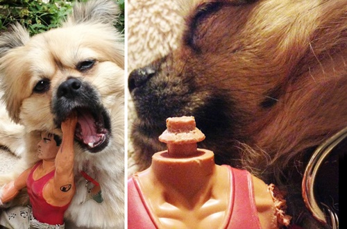 Foto - Büyüseler de oyuncaklarından vazgeçmeyen sevimli hayvanlar