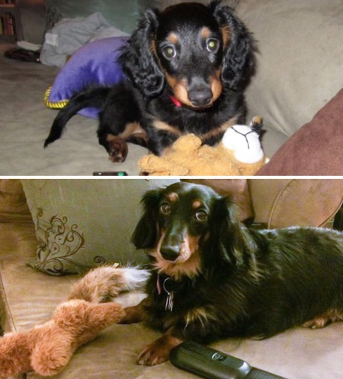 Foto - Büyüseler de oyuncaklarından vazgeçmeyen sevimli hayvanlar