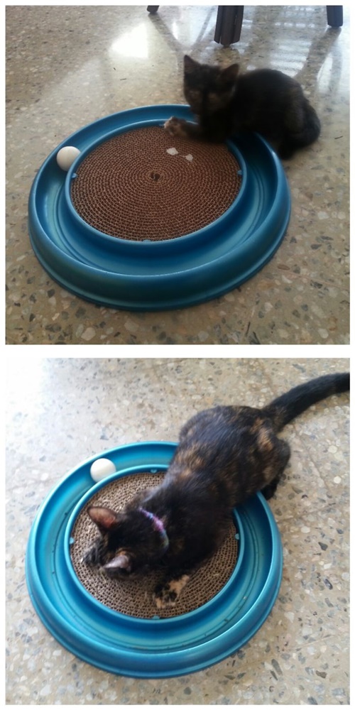 Foto - Büyüseler de oyuncaklarından vazgeçmeyen sevimli hayvanlar