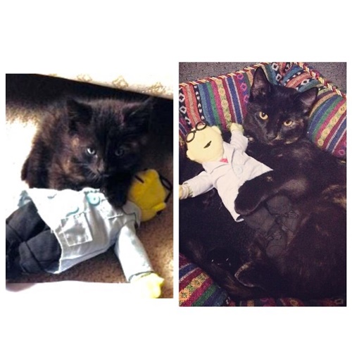 Foto - Büyüseler de oyuncaklarından vazgeçmeyen sevimli hayvanlar