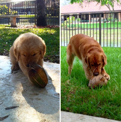 Foto - Büyüseler de oyuncaklarından vazgeçmeyen sevimli hayvanlar