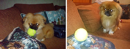 Foto - Büyüseler de oyuncaklarından vazgeçmeyen sevimli hayvanlar