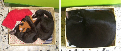 Foto - Büyüseler de oyuncaklarından vazgeçmeyen sevimli hayvanlar