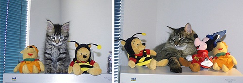 Foto - Büyüseler de oyuncaklarından vazgeçmeyen sevimli hayvanlar