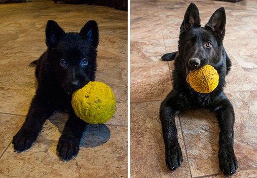 Foto - Büyüseler de oyuncaklarından vazgeçmeyen sevimli hayvanlar