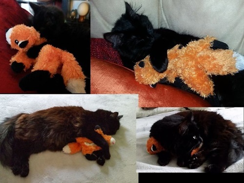 Foto - Büyüseler de oyuncaklarından vazgeçmeyen sevimli hayvanlar