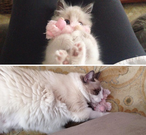 Foto - Büyüseler de oyuncaklarından vazgeçmeyen sevimli hayvanlar