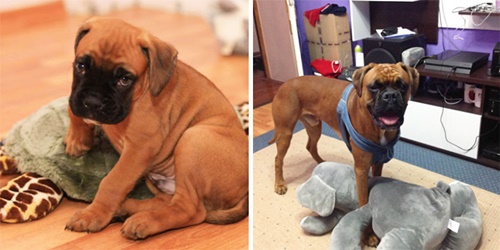 Foto - Büyüseler de oyuncaklarından vazgeçmeyen sevimli hayvanlar