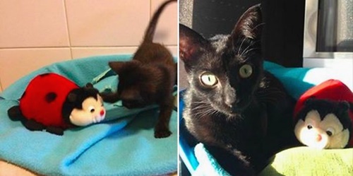 Foto - Büyüseler de oyuncaklarından vazgeçmeyen sevimli hayvanlar