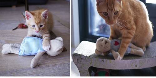 Büyüseler de oyuncaklarından vazgeçmeyen sevimli hayvanlar