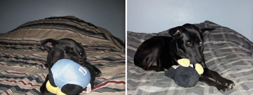 Foto - Büyüseler de oyuncaklarından vazgeçmeyen sevimli hayvanlar