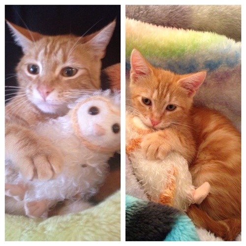 Foto - Büyüseler de oyuncaklarından vazgeçmeyen sevimli hayvanlar