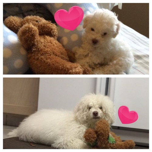 Foto - Büyüseler de oyuncaklarından vazgeçmeyen sevimli hayvanlar