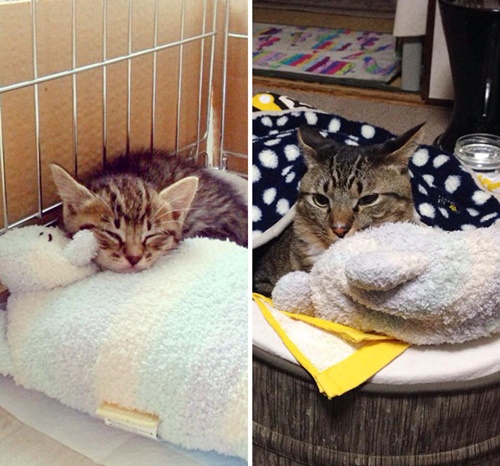 Foto - Büyüseler de oyuncaklarından vazgeçmeyen sevimli hayvanlar