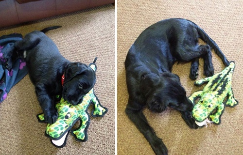 Foto - Büyüseler de oyuncaklarından vazgeçmeyen sevimli hayvanlar