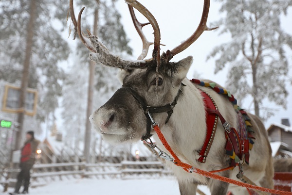Foto - Buz gibi havaya rağmen ziyaretçi akını yaşanıyor! "Masalsı kent" Rovaniemi