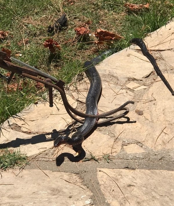 Foto - Buzdolabının altından 2 metrelik yılan çıktı