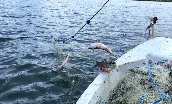 Foto - Buzlar çözüldü balık bereketi başladı