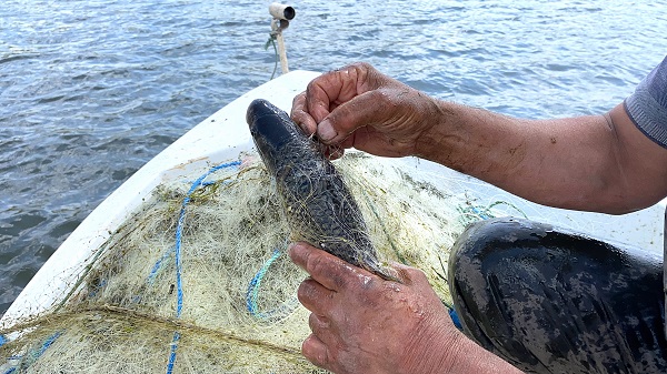 Foto - Buzlar çözüldü balık bereketi başladı