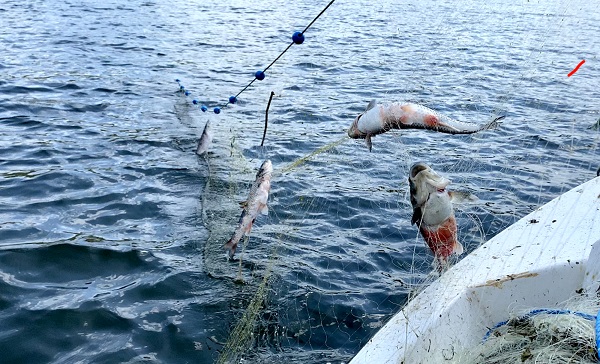 Foto - Buzlar çözüldü balık bereketi başladı