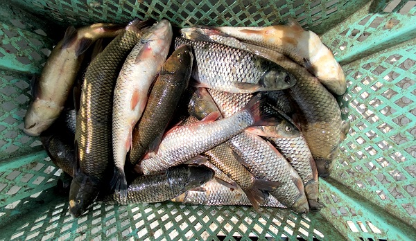 Foto - Buzlar çözüldü balık bereketi başladı