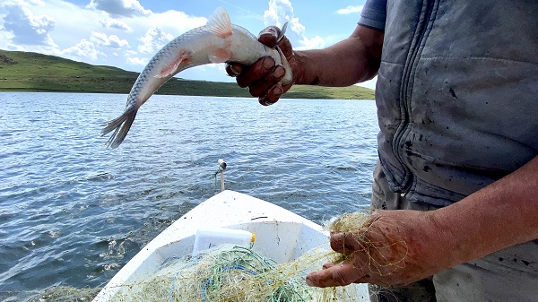 Foto - Buzlar çözüldü balık bereketi başladı