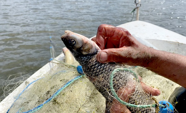 Foto - Buzlar çözüldü balık bereketi başladı