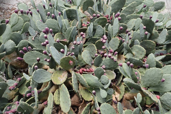 C, B ve E vitamini, potasyum deposu! Bu meyveyi tüketirken sakın abartmayın yoksa... 