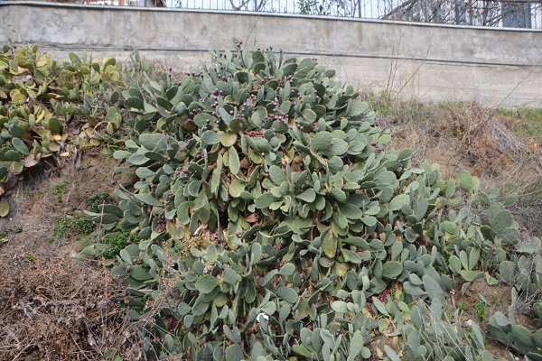Foto - C, B ve E vitamini, potasyum deposu! Bu meyveyi tüketirken sakın abartmayın yoksa... 