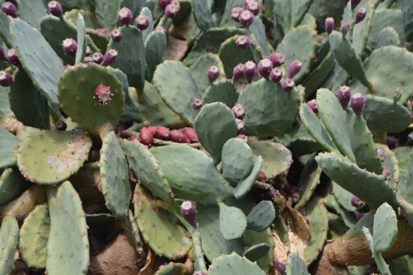 Foto - C, B ve E vitamini, potasyum deposu! Bu meyveyi tüketirken sakın abartmayın yoksa... 