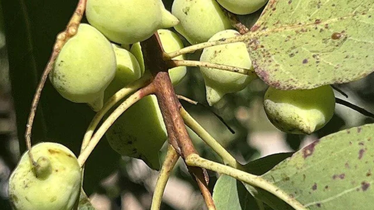 Foto - C vitamini açısından zengin: Dağlardan toplanan bu meyveyi yerken dikkat! Gramı bile servet değerinde