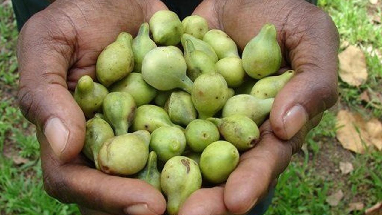 Foto - C vitamini açısından zengin: Dağlardan toplanan bu meyveyi yerken dikkat! Gramı bile servet değerinde