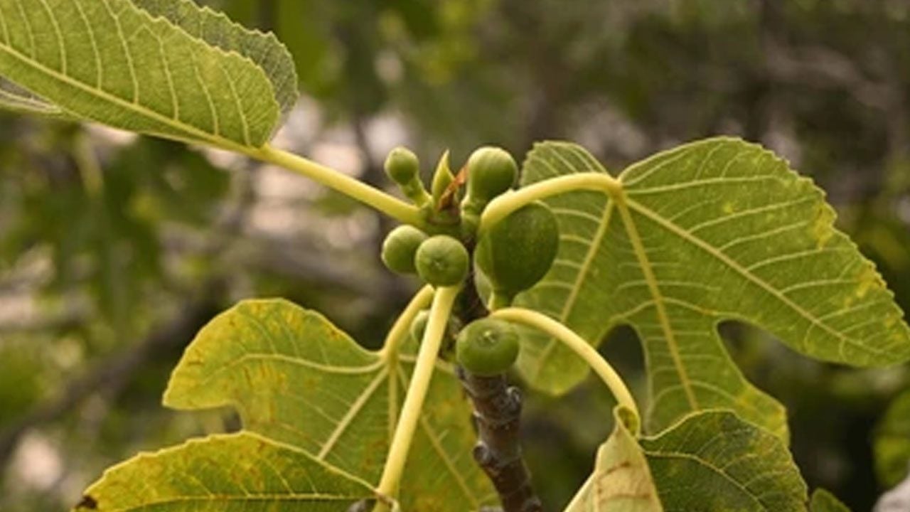 Foto - C vitamini açısından zengin: Dağlardan toplanan bu meyveyi yerken dikkat! Gramı bile servet değerinde
