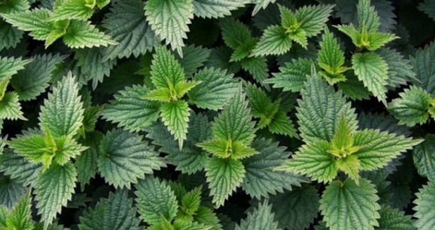 Foto - C vitamini en çok hangi besinlerde bulunur? Hangi besinde ne kadar C vitamini var?