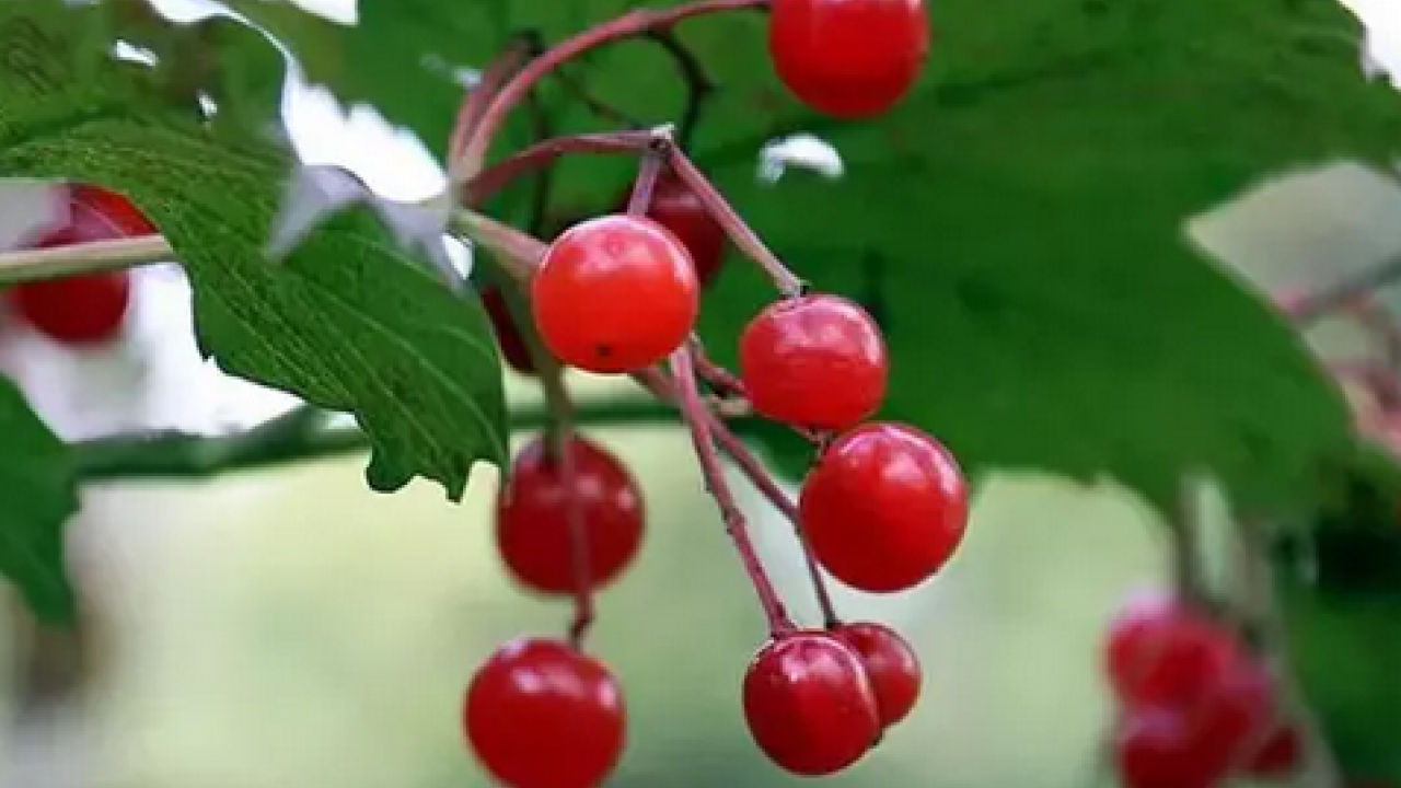 C vitamini, potasyum, malik asit, sitrik asit ve polifenol deposu! Böbreğin süpürgesi: Gilaburu ne işe yarar?