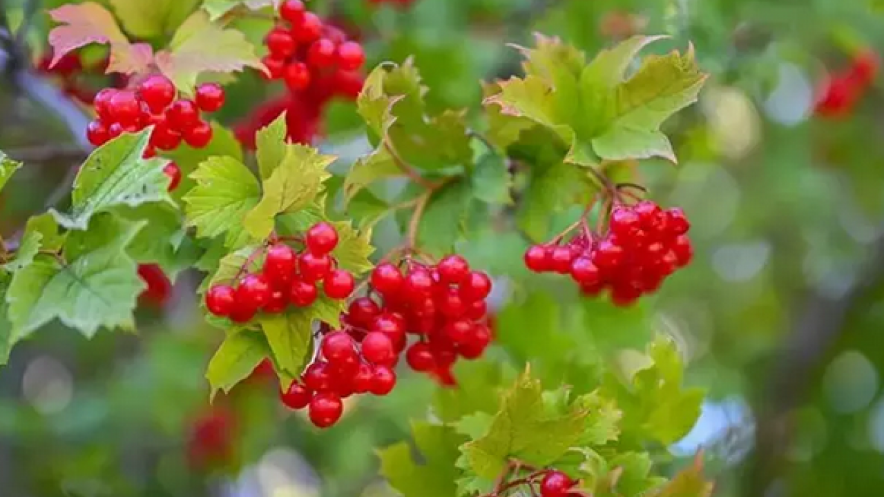 Foto - C vitamini, potasyum, malik asit, sitrik asit ve polifenol deposu! Böbreğin süpürgesi: Gilaburu ne işe yarar?