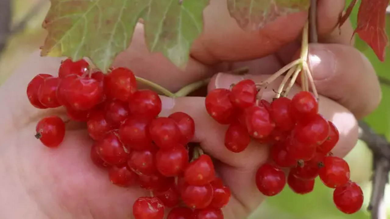 Foto - C vitamini, potasyum, malik asit, sitrik asit ve polifenol deposu! Böbreğin süpürgesi: Gilaburu ne işe yarar?
