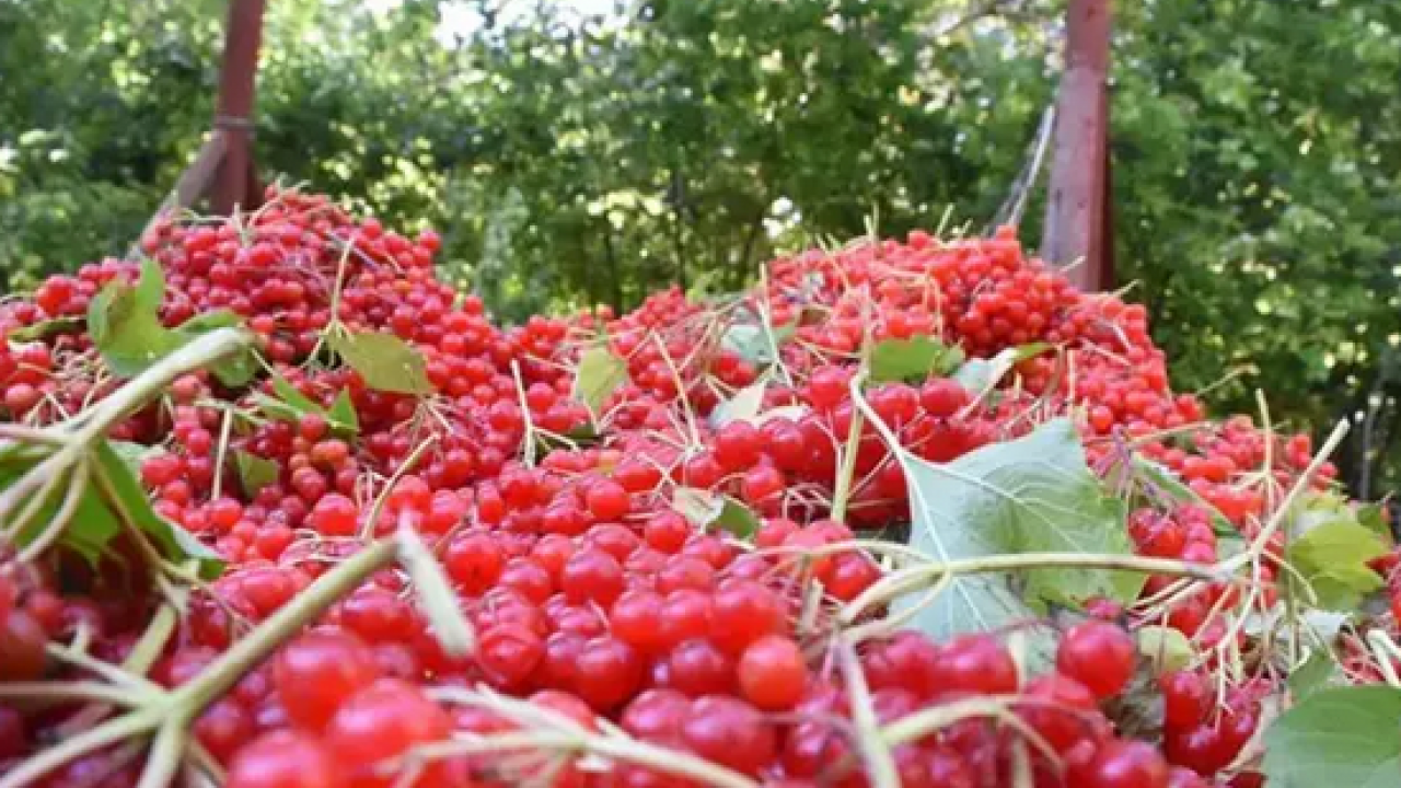 Foto - C vitamini, potasyum, malik asit, sitrik asit ve polifenol deposu! Böbreğin süpürgesi: Gilaburu ne işe yarar?