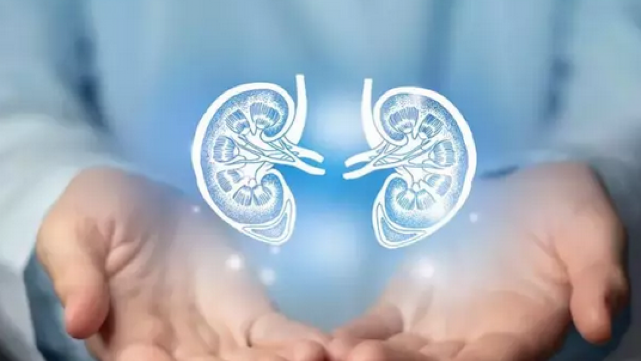 Foto - C vitamini, potasyum, malik asit, sitrik asit ve polifenol deposu! Böbreğin süpürgesi: Gilaburu ne işe yarar?