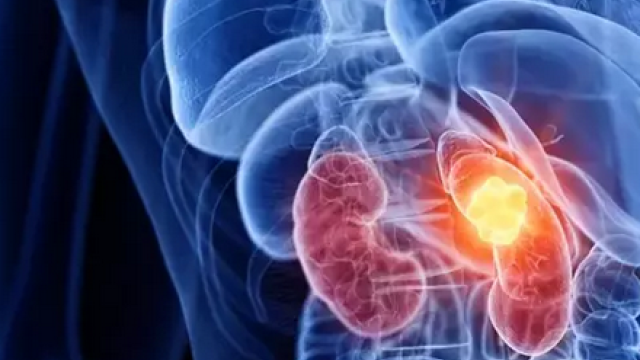 Foto - C vitamini, potasyum, malik asit, sitrik asit ve polifenol deposu! Böbreğin süpürgesi: Gilaburu ne işe yarar?