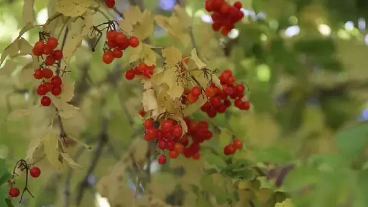 Foto - C vitamini, potasyum, malik asit, sitrik asit ve polifenol deposu! Böbreğin süpürgesi: Gilaburu ne işe yarar?