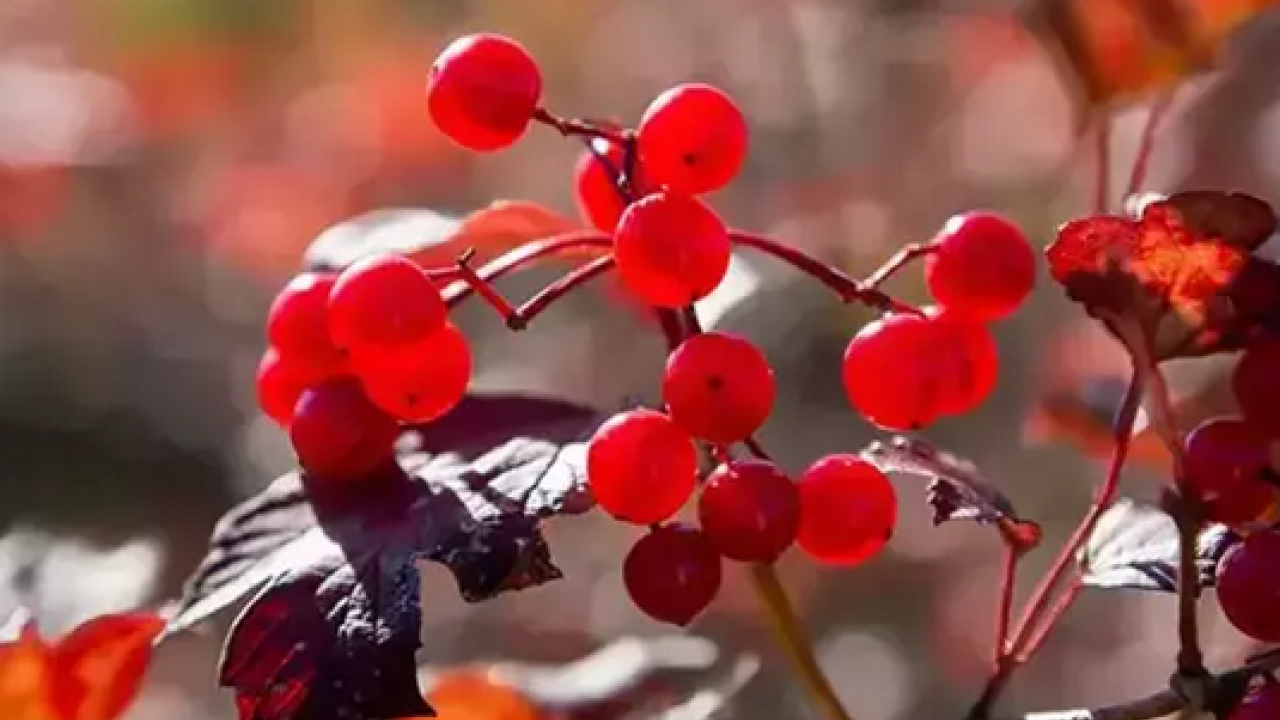 Foto - C vitamini, potasyum, malik asit, sitrik asit ve polifenol deposu! Böbreğin süpürgesi: Gilaburu ne işe yarar?